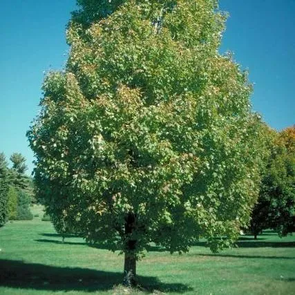 thumbnail for publication: Acer rubrum 'Bowhall': 'Bowhall' Red Maple